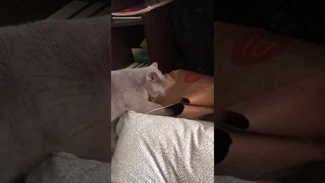 Британский котик и пакет