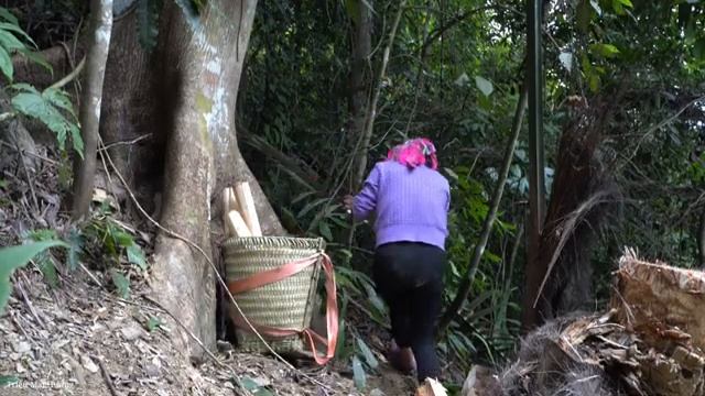 Harvesting Dak core and Bringing it to the market to sell - Pet care | Cooking. Trieu Mai Huong