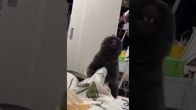 Адский кот