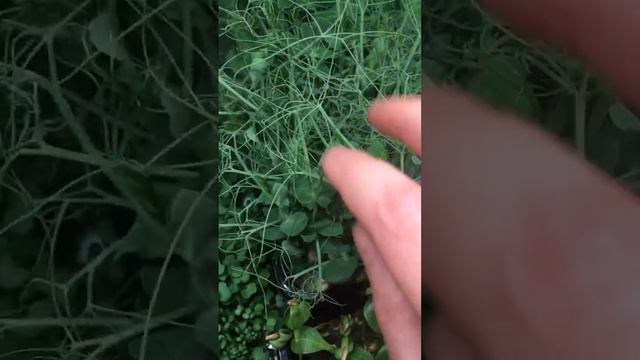 🌿Наша микрозелень на страже вашего здоровья🤩