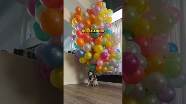 Сколько воздушных шаров нужно, чтобы поднять в воздух собаку