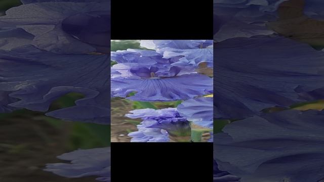 1001370936.mp4 Ирис бородатый