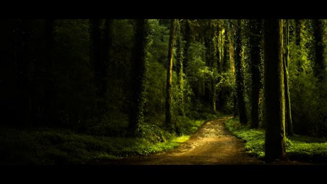 DJ NIKOLAEVSKY-Песнь Лесной Тишины
