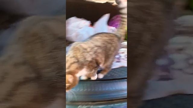 Котя в багажнике