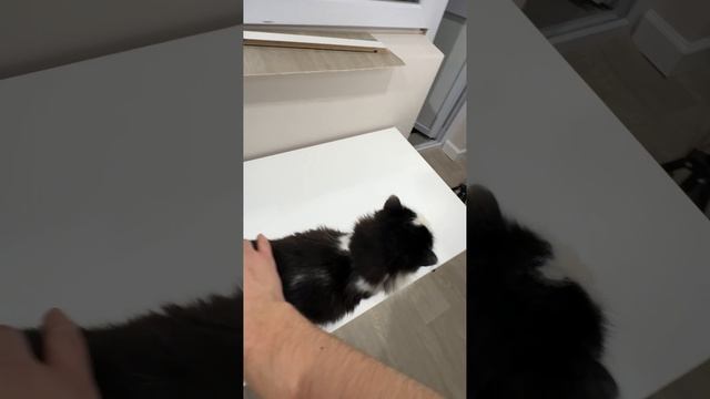 Две сестры дубль черненькая