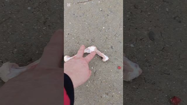 Всем тем, кто никак не угомонится насчёт куриных костей