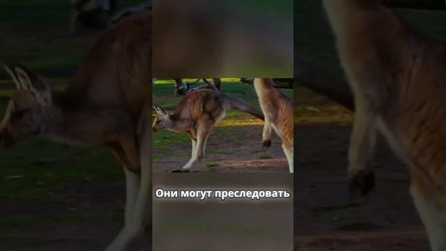 Агрессивные кенгуру  #животные #весело #обовсем #топ #факты #юмор #shorts #shortvideo