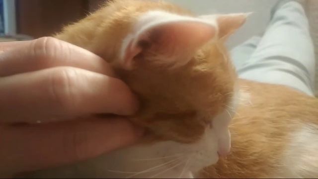 Котик ищет дом.mp4