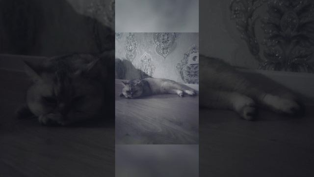 Маркиз Эдит #животные #коты