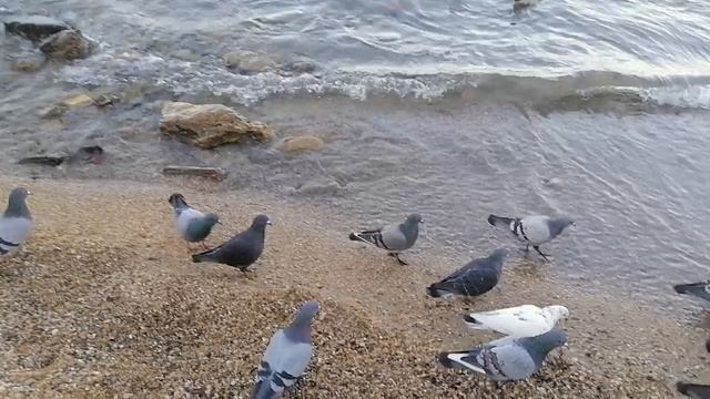 Анапа сегодня. 09.01.25.Море.Песчанный пляж⛱️