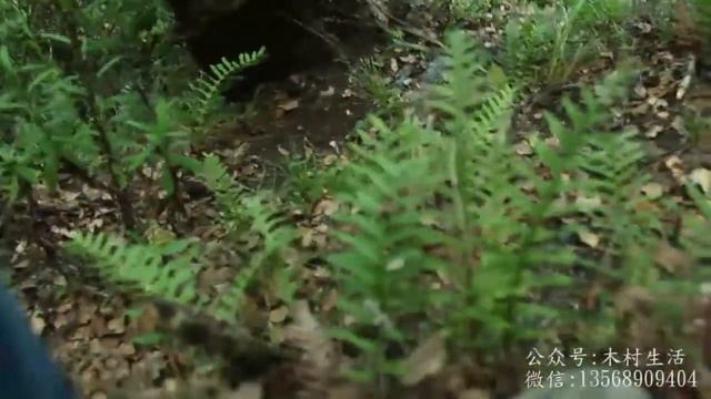 To discover the matsutake in Mao county,China中国四川阿坝藏族羌族自治州茂县采集松茸