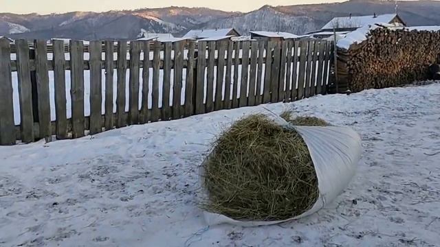 Вечерняя уборка. Кормим коровушек.