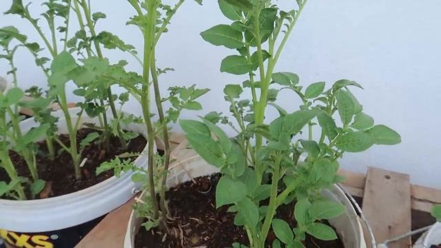 Using this method, You can grow potatoes all year round. Growing potatoes in plastic containers