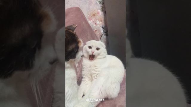 Кот беляшь поëт песню🥰
