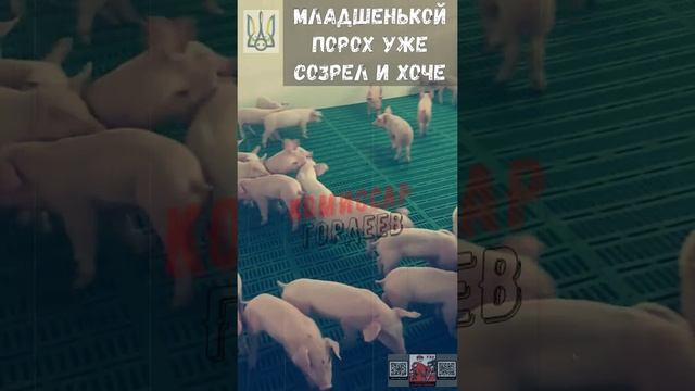 Украинские олигархи - это свиньи, которые никогда не позволят отправить свой выводок на войну🐷