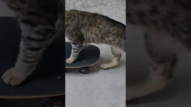 Кота научили кататься на скейте и вот, что из этого получилось
