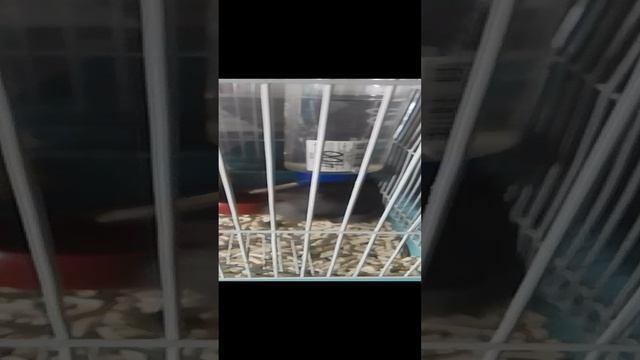 хамичок! под названиям хома