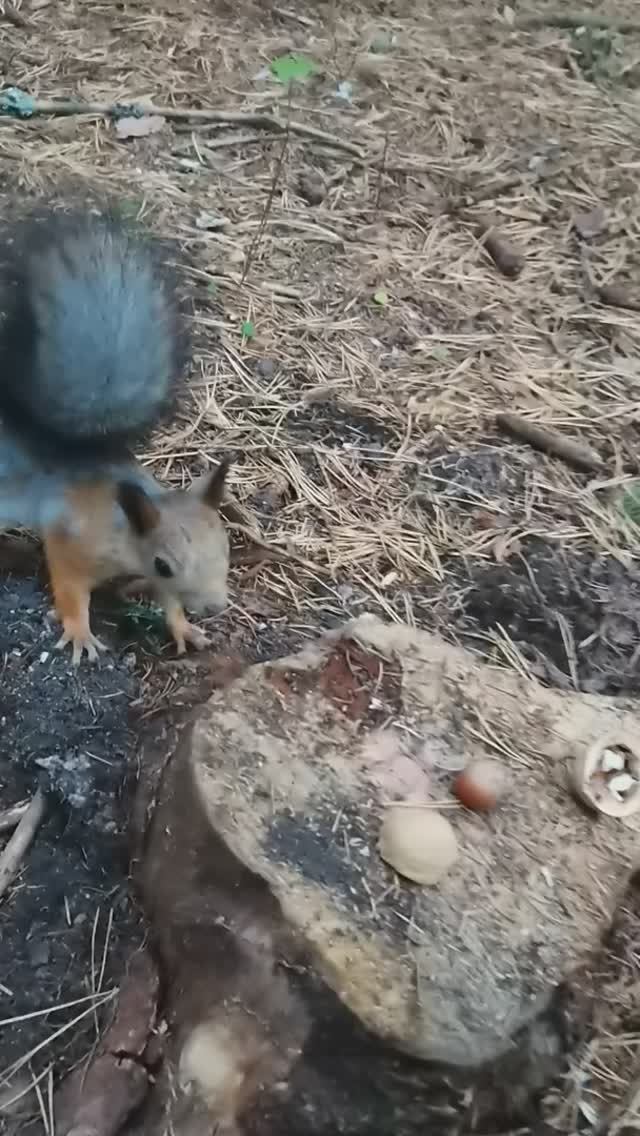 Белочка 🌰🐿️ #shorts