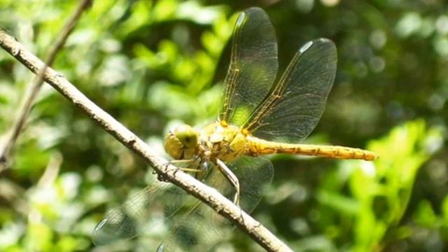 Libellule del Salento.(dragonflies)