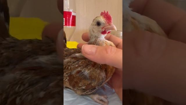 Малайзийская Серама