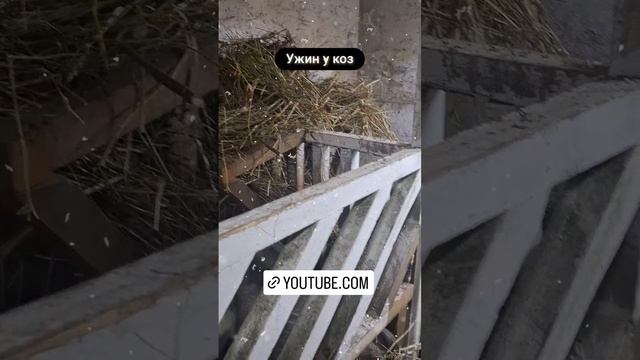 ужин у коз