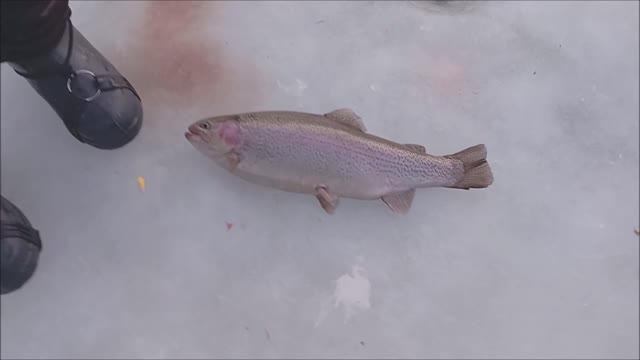 До запуска форель клюёт во всех секторах водоёма. Нижний пруд. Клёвое место Лосиный остров.