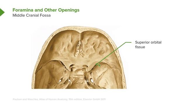 04.01 Cranial Fossae and Foramina (Superior View) – Cranium (Skull)