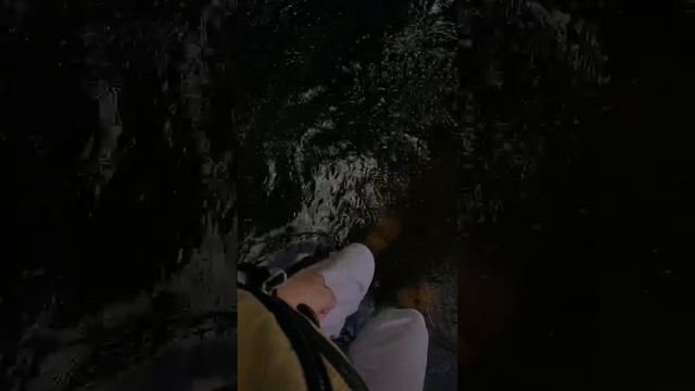 Чиахуахуа Марсик смело плавает в реке