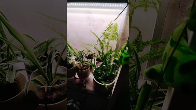 1000017222.mp4