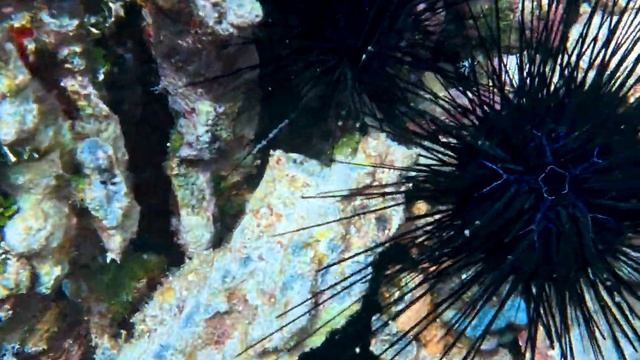 Sea odyssey. In the footsteps of Cousteau. Snorkeling and Diving in the Philippines. Ep 4. 01/04/25