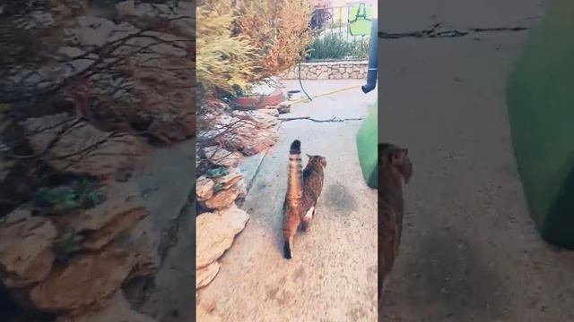 Котя и аватар вас приветствуют