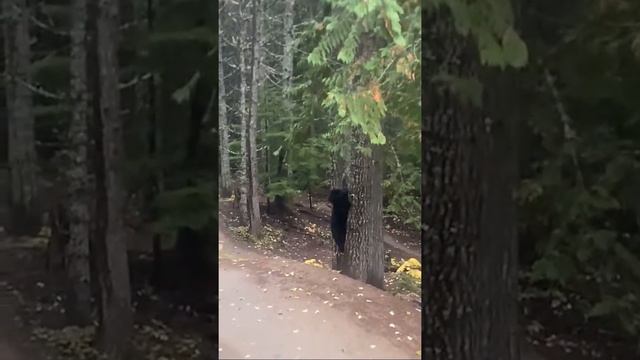 Медведь испугался велосипедистов