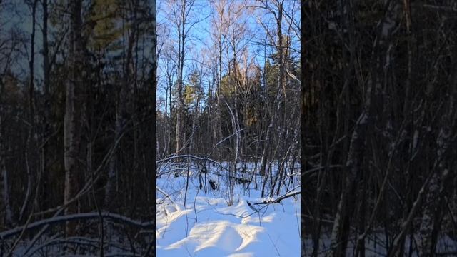 прогулка в Барский лес