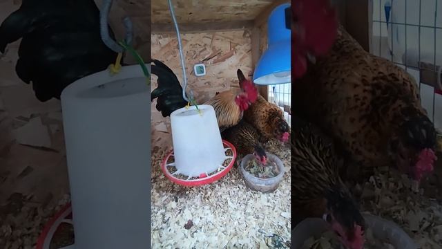 Куриный завтрак🐓🥣