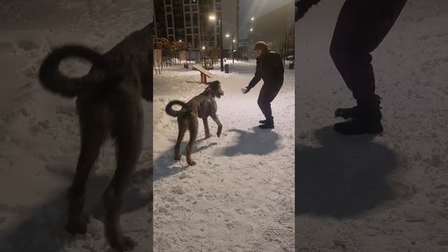 Зимний чек-лист: Долгая прогулка в лесу