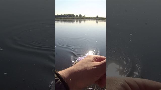 Еще есть, окунь на джиг-риг взял