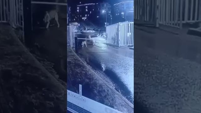 🐕В ЖК «Маяк» в Подмосковье две собаки бросались на местных жителей🐕