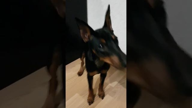 Команда Стыдно! Цвергпинчер Уника❤ Мой верный друг 🐾