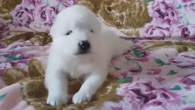 Адриатика из Королевства Маргариты