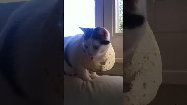 Cat Breading with tortilla