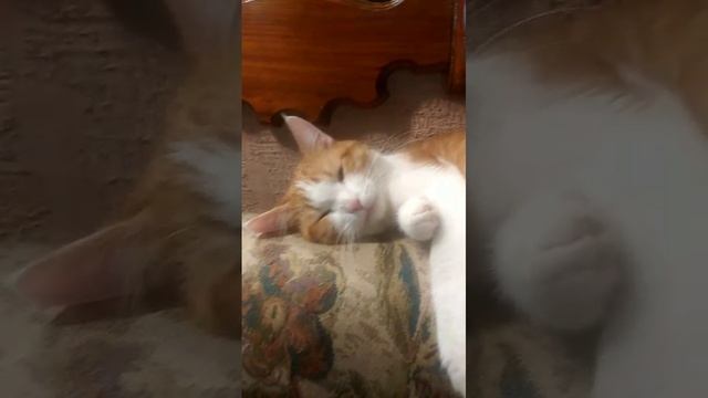 принесу счастье.mp4