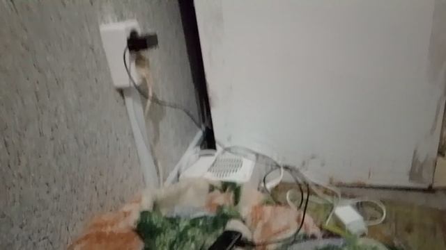 VID_20250109_044547