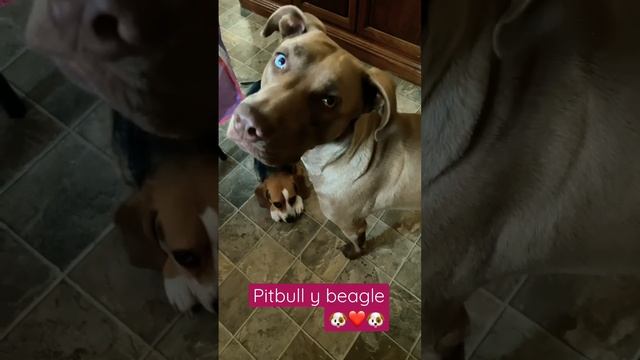 pitbull y beagle quieren Más tortilla 😃🐶❤️🐶