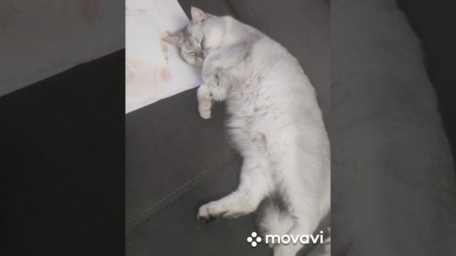 #животные #котики