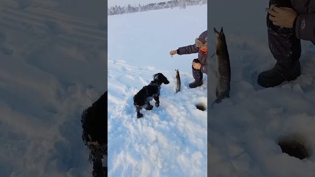 Рыбалка на жерлицы.