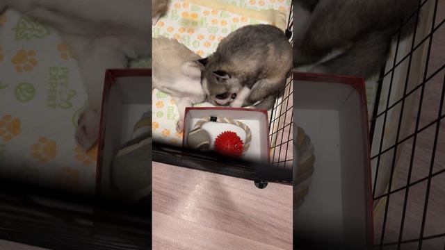 Хаски. Мелкие подрастают