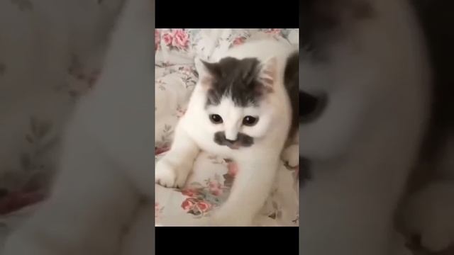 Кот д'Артаньяна😹