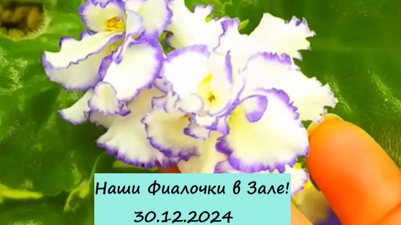 Наши Фиалочки в Зале! 30.12.2024