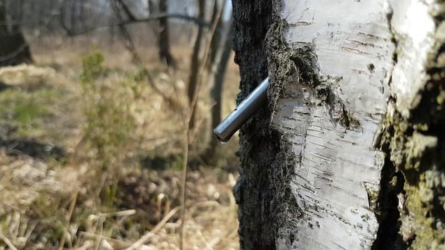 HOW TO TAP BIRCH SAP