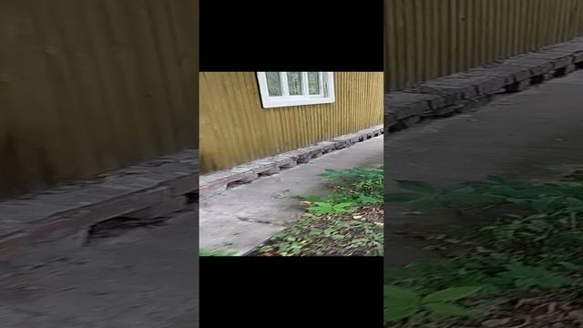 Чихуахуа - охранники
